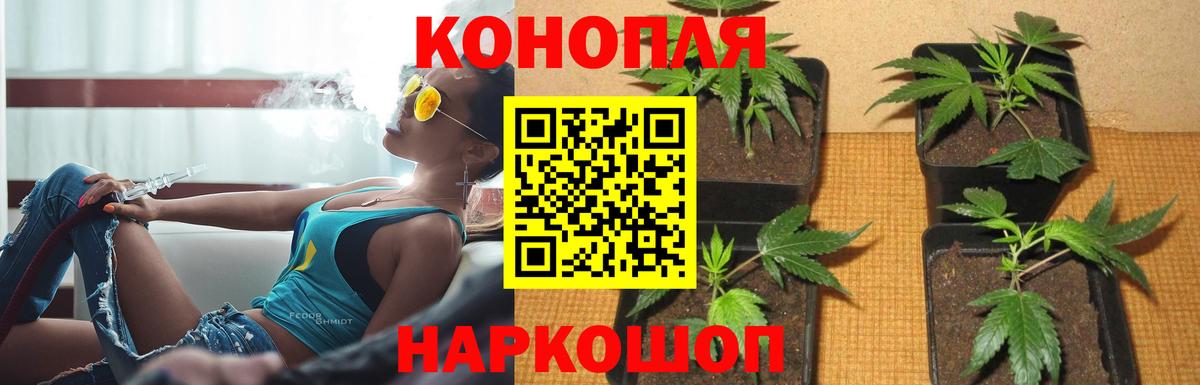 Конопля планчик Ликино-Дулёво